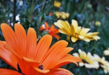 《乐高无限》游戏橙色花瓣获得方法大揭秘！（玩法详解，轻松获取游戏内珍贵道具）