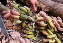 探索丛林求生的原始技能搭配攻略（掌握丛林求生技能，成为自给自足的大自然探险者）