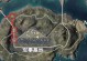 和平精英打野出装攻略（全面解析最强打野出装策略，助你稳步登顶）
