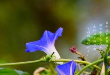 藤蔓技能加点攻略（快速提升藤蔓技能的方法）