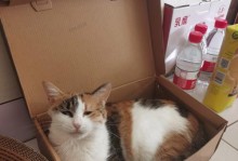 《文字的力量》第22关猫主子通关攻略——解锁秘密力量的关键（挑战猫主子的技巧与策略，迈向胜利之门）